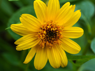 Closeup of the inflorescence of a bright yellow sunflower (Helianthus) in a garden