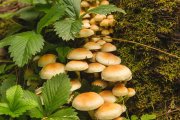 Hypholoma capnoides wild mushrooms
