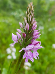 Pink Orchid in foreground on green meadow.
