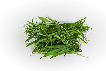 Lots of green leaves and cannabis herb marijuana in a plastic container isolated on white background.