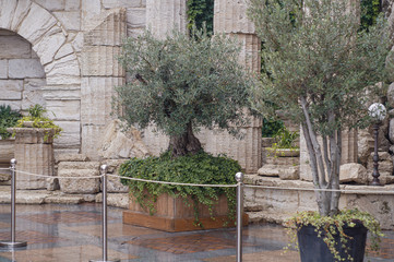 old stone wall with olive tree