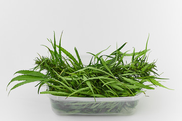 Lots of green leaves and cannabis herb marijuana in a plastic container isolated on white background.