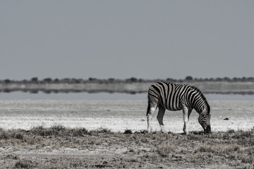 Obraz na płótnie Canvas Zèbre dans le parc national d'etosha en Namibie