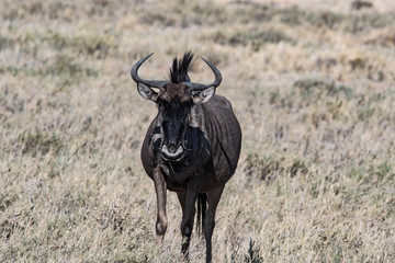 Gnou au parc national d'etosha en Namibie, Afrique