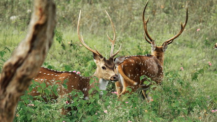 chital or cheetal or spotted deer (axis axis) in bandipur national park in karnataka in india. this national park is a part of nilgiri biosphere reserve