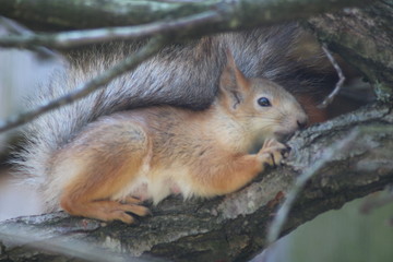 Eichhörnchen