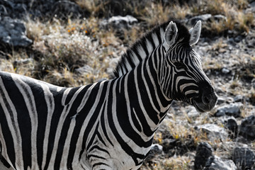 Fototapeta na wymiar Zebre au par national d'etosha en namibie