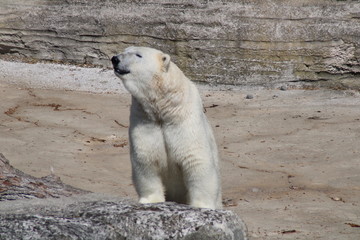 Eisbär