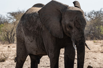 Éléphant au parc national d'etosha en Namibie, Afrique