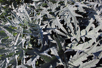 Foglie assolate di cardo