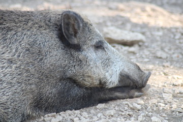 Wildschwein relax