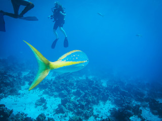 Fototapeta premium Diving in Maria la gorda