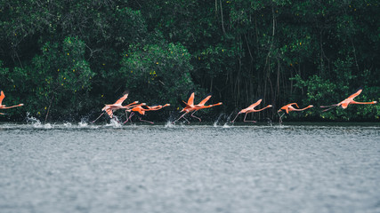 Flamingos in Cienfuegos