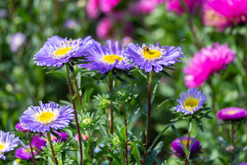 Blue purple Callistephus flower with a large yellow core. Autumn flower aster daisy blossom with...