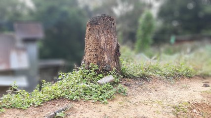 gravestone in cemetery