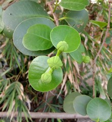 Sonneratia ovata, flower, fruits on tree and Mangrove forests have medicinal properties, is a small, medium-sized, evergreen tree with long, conical root like a pin.