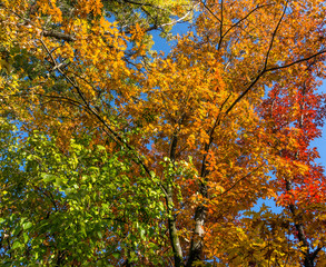 Autumn leaves. Nature painted the forest with autumn colors. Oak leaves glow beautifully in the sun.