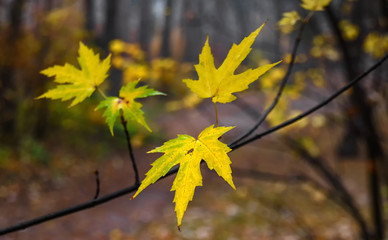 Autumn leaves. Nature painted the forest with autumn colors. Maple leaves glow beautifully in the sun.