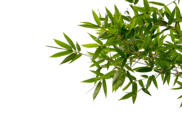 Bamboo leaves isolated on white background