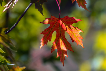 Autumn leaves. Nature painted the forest with autumn colors. Maple leaves glow beautifully in the sun.