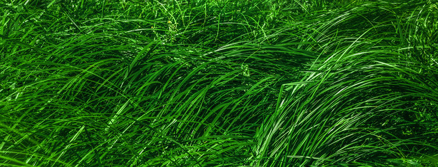 A sedge that grows in a swamp. This grass is green, grows in summer. The grass is very tall and not resistant, covering the whole swamp