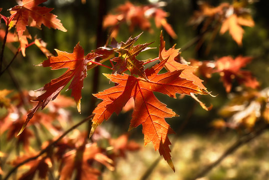 Autumn leaves. Nature painted the forest with autumn colors. Maple leaves glow beautifully in the sun.