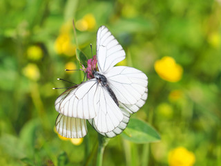 Aporia crataegi or black-veined white butterflies