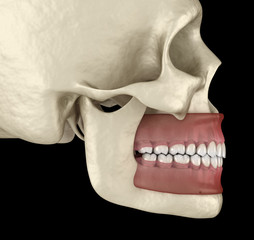 Healthy human teeth with normal occlusion. Medically accurate tooth 3D illustration