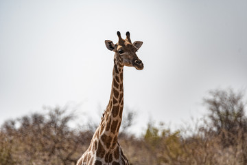 Fototapeta premium Girafe au parc national d'etosha en Namibie, Afrique