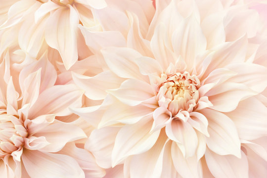 Summer blossoming delicate dahlias, blooming flowers festive background, pastel and soft bouquet floral card, selective focus, toned