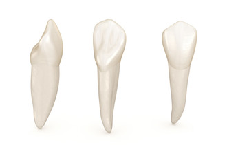 Dental anatomy - maxillary central incisor tooth. Medically accurate dental 3D illustration