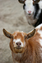 Fototapeta premium goats