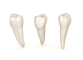 Dental anatomy - mandibular premolar tooth. Medically accurate dental 3D illustration