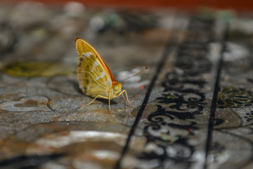 butterfly on a leaf