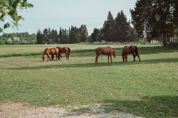 horses in a field
