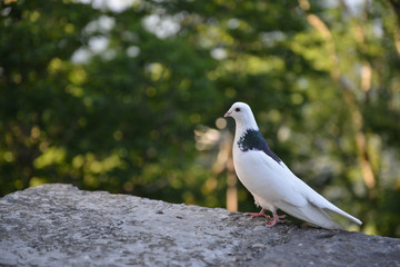 white pigeon