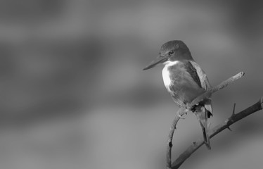 Kingfisher