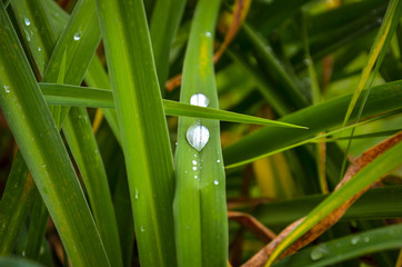 dew on grass