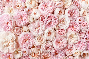 Foto auf Acrylglas Sommerblühende zarte Rosenblüten, festlicher Hintergrund, Pastell- und Weichblumenblumenkarte, selektiver Fokus, getönt © ulada