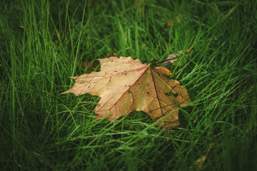 Closeup yellow maple leaf on green grass on a sunny day during autumn season in September, October or November (with copyspace for your text)