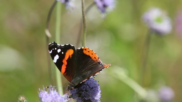 Red Admiral (Vanessa atalanta) butterfly collects nectar on the meadow flower