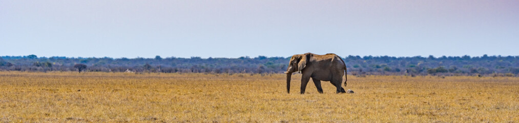 Éléphant au parc national d'etosha en Namibie, Afrique