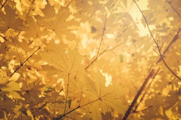 Branch of a maple tree with yellow leaves against yellow background, with copyspace for your text