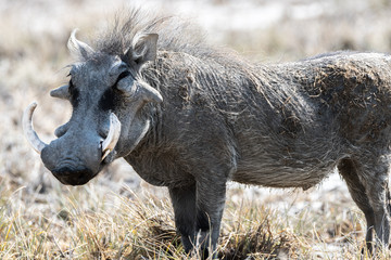 AMAZING NATURE AND ANIMALS IN NAMIBIA