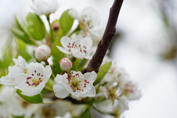 Aprikosenbaum in Blüte