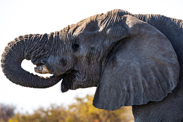 &Eacute;l&eacute;phant au parc national d'etosha en Namibie, Afrique