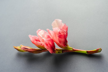 One coral colored gladiolus flower on neutral gray background - obrazy, fototapety, plakaty