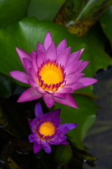 Purple lotus  is in the pond.