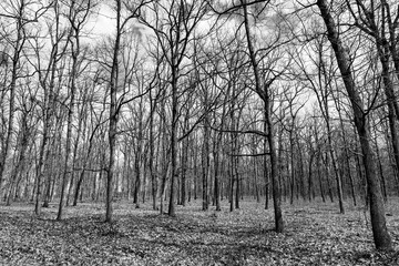 Autumn forest with trees without leaves, black and white photo