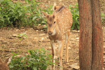 deer in the forest